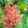 1 Live Currant Bush Plant Fast Growing, Ready Bear Fruit Within 1 Year - No NC, WV, NH, 6-14" Tall, Great for Backyard or Orchard Growing, Currant Plant (Random)