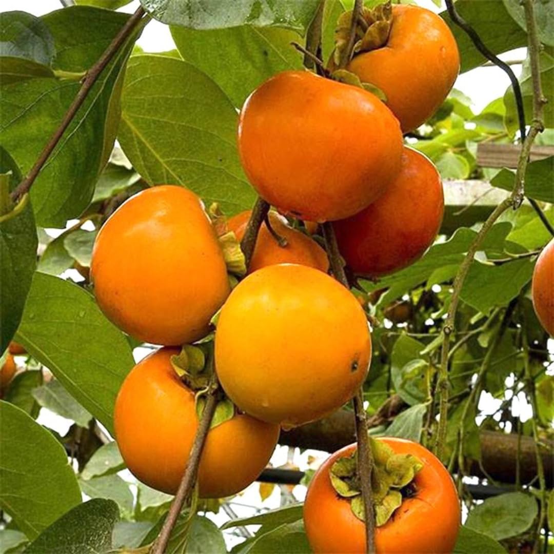 American Persimmon Tree Live Plant in Quart Pot, 6 to 12 Inc Tall, Persimmons Fruit Trees Live Plants Well Rooted, Large and Sweet Fruits