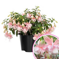 Live Fuchsia Plant in 4 Inch Pot, Hardy Flowering Fuchsia Starter Plant, Hanging Basket or Shade Garden Outdoor Plant