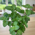 Live Mint Herb Plant, Perennial Mint Plant, Fragrant Mints, 3.5 Inch Pot for Indoor or Outdoor Growing (Orange Mint)