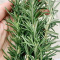 Rosemary Herb Plant Live 6-8'' Tall, Hardy Fragrant Rosemary Plants, Starter Herb in 4'' Pot, Outdoor Growing