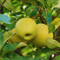Golden Apple Tree Plant Live, Landscape Fruit Tree, 2-3 Ft Tall