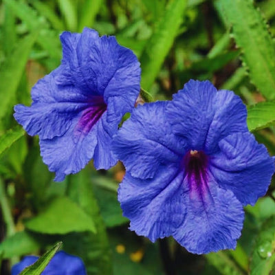 Set 6 Mexican Petunias Live Plants, Mexican Petunia Plants, Well Rooted, 5 to 7 Inc Tall, Shrub Plant Live for Growing Indoor Outdoor (Blue)