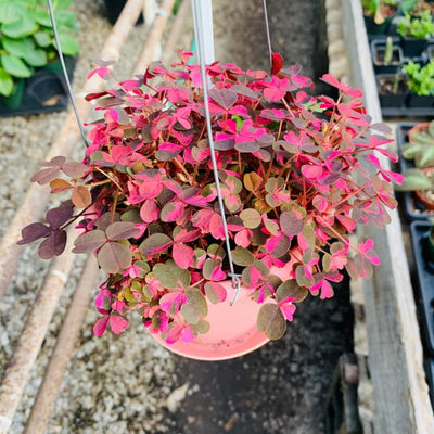 2 Oxalis Triangularis Live Plants, Plum Shamrock Plants Live, Oxalis Plants for Planting