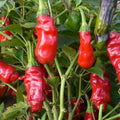 Hot Peter Pepper Plant Live in 2.5 Inch Pot for Planting Outdoor