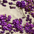 American Beautyberry Plant Live in 4'' Pot, Purple Berries Tree, 4-6'' Tall, Ornamental Plant for Indoor Outdoor Planting, Ready to Grow