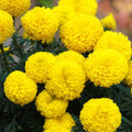 2 Yellow Marigold Live Plants 3-6 Inches, Perennial Marigold Flowers Plants for Outdoor Growing
