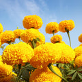 2 Yellow Marigold Live Plants 3-6 Inches, Perennial Marigold Flowers Plants for Outdoor Growing