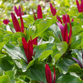 5 Red Trillium Bulbs for Planting Outdoors, Wood Lily Bulbs, Ornamental Plant for Garden