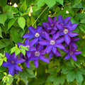 Purple Clematis Live Plant in 2.5" Pot, Flowering Climbing Clematis Vine Starter for Outdoor Garden and Trellis, Well Rooted