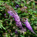 Butterfly Bush Plant, Fragrant Buddleia Shub, Spring-Flowering Butterfly Bush 5-8 Inches (Light Purple)