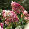 Change Color Hydrangea Live Plant in 2.5 Inch Pot, Hydrangea Trees Shrub Bush Perennial Outdoor Planting (Oakleaf White to Pink Red)