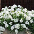 Pack 3 White Verbena Plants Live Perennial Ground Cover, No Pot, 5-9" in Tall, Can Grow As Trailing Bushes, Spring Flowers