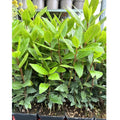 Bay Leaf Laurel Tree Live Plant, 8-10" Sweet Bay Laurus Nobilis for Indoor or Outdoor Growing, Culinary Bay Leaf Plant