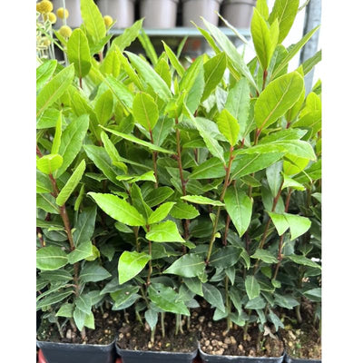 Sweet Bay Leaf Plant Live, 8-10 Inch Laurus Nobilis Tree for Planting, Bay Laurel Herb for Home Garden or Containers