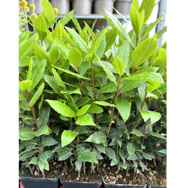 Sweet Bay Leaf Plant Live, 8-10 Inch Laurus Nobilis Tree for Planting, Bay Laurel Herb for Home Garden or Containers