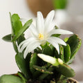 Easter Cactus Plant in 4'' Pot, Spring Blooming Succulent, Holiday Cactus, Indoor Flowering Houseplant (White Blooms)