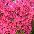 Pink Bougainvillea Plant Live Tree, 6" Tall