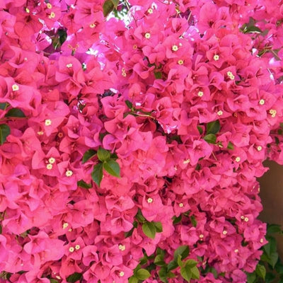 Pink Bougainvillea Plant Live Tree, 6" Tall