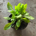 Epazote Live Plant for Planting, Well Rooted Epazote Plants, Perennial Herb for Outdoor Garden 4-8 Inches