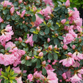 Double Pink Azalea Plant Live, 7 Months Old Rhododendron Like, Azalea Rhododendron Tree Flowers Plants Live Bush in Pot