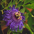 Purple Passion Flower Plant Live, 3 Inc Pot, Passiflora Flowering Vine Live Plant, Easy to Plant
