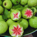Guava Tree Live Plant, Tropical Guava Fruit Seedling, 5-9” Height, in Pot for Planting Home Garden (Pink Guava)