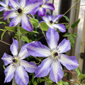 Purple White Clematis Live Plant in 2.5" Pot, Flowering Climbing Clematis Vine Starter for Outdoor Garden and Trellis, Well Rooted