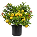 Quince Tree Plant Live, Well-Rooted Fruit Tree, 2-3 Ft Tall