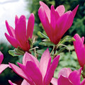 2 Ann Magnolia Trees Live Plants, Deep Pink Magnolia Shrub Tree Live Plant in 2.5" Pot, 6-12 Inches
