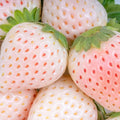 10 Rare White Carolina Pineberry Roots, White Strawberry Plants Live, Sweet and Very Fragrant for Planting Outdoor