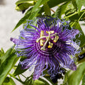 Purple Passion Flower Plant, Passion Flower Vine Perennial for Outdoor Garden, 4 Inc Pot