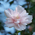 Rose of Sharon Plant, Hardy Althea Hibiscus Flowering Shrub in 4'' Pot, Outdoor Garden Starter Plant for Landscape or Hedge (Double Pink)