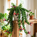 Curly Lipstick Plant Live, Red Curly Lipstick Plants Live Houseplants, 3 Inc Pot, 3-5 Inc Tall, Rare Trailing Indoor Plant for Home and Office Display