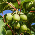 Set 2 Kiwi Plants Live, Well-Rooted Starter Plants, Hardy Kiwi Tree Live Plant, Sweet Kiwi Vine Live Plant, 5-9" Tall