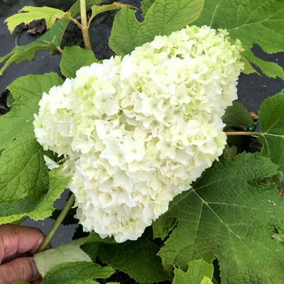 White Oakleaf Hydrangea Bush Plant Tree Live Shrub in Pot, Starter Plant 4 to 9 Inches, Hydrangea Tree, Dormant, Change Color Blooms