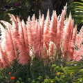 1 Pampas Grass Plant Live in 4" Pot, Ornamental Grass Live Plant for Growing Your Garden (Pink Pampas Grass)