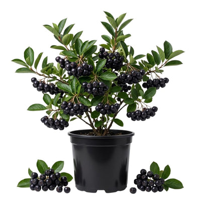 Black Chokeberry Tree Live Plant, Berry Bush, 1.5-2 Ft Tall