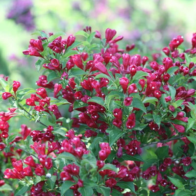 Live Red Weigela Plant Bush Shrub Plant 6-12" in Tall, Spring Planting