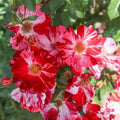 Rose Plant Live, Fragrant Reblooming Roses Flowers for Landscape Planting (Fourth of July Rose), in Pot