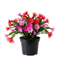 Spring Easter Cactus Plants Live, Holiday Easter Cactus Plant, 2 Inches Pot, 4-6 Inc Tall, Vibrant Flowers, Easy Care Succulent for Indoor Outdoor Growing