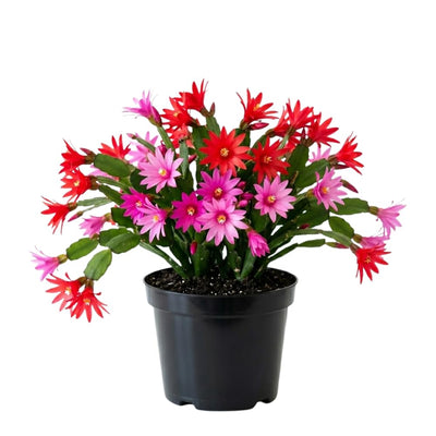 Spring Easter Cactus Plants Live, Holiday Easter Cactus Plant, 2 Inches Pot, 4-6 Inc Tall, Vibrant Flowers, Easy Care Succulent for Indoor Outdoor Growing