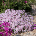 Pink White Creeping Phlox, Starter Phlox Live Plant, Well Rooted, Creeping Perennial Ground Cover