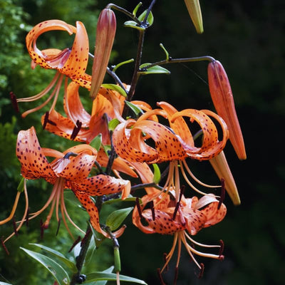10 Tiger Lilies Bulbs for Planting, Turks Cap Lily Bulbs for Planting Outdoors, Annual Flower Bulb Garden