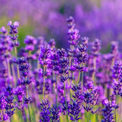 2 Lavender Live Plants, Fragrant Lavender Flowering Herb Plants, 4-8" Tall, Well Rooted for Gardens, Containers and Landscaping