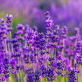 2 Phenomenal Lavender Live Plants, Fragrant Lavender Flowering Herb Plants, 4-8" Tall, Well Rooted for Gardens, Containers and Landscaping