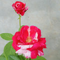 Red White Rose Plant Live, Rose Bush Shrub Plant, Climbing Rose Flower Plant, 2.5 Inc Potted