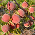 Peach Tree Live Plant, Outdoor Garden Fruit Tree, 1-2 Ft Tall
