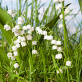10 Lilies of The Valley Bulbs, Lily of The Valley Bulbs, Lily of The Valley Bulbs for Planting, Prennial Flower Bulbs
