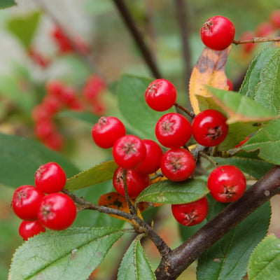 Red Chokeberry Plant Live, 9 Months Old Aronia Plants Shrub Bush, 6 to 12 Inc Plant